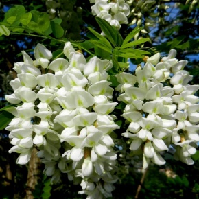 Raccolta miele di Robinia (Pseudoacacia) anno 2026